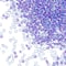 12 Pack: John Bead Transparent Czech Glass Seed Beads, 11/0
